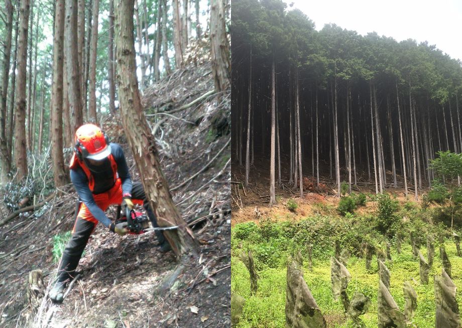 兵庫県丹波市の社有森林管理
